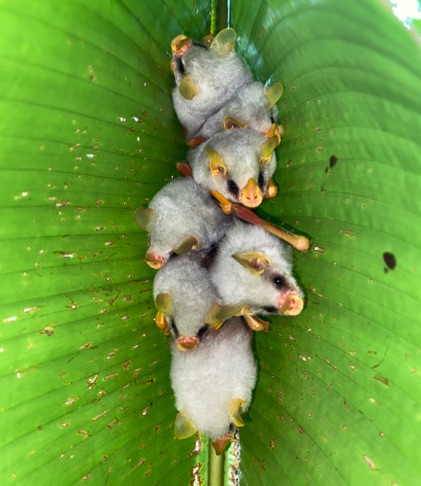 Honduran White Bats